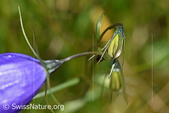 Foto: Scheuchzers Glockenblume (Campanula scheuchzeri). Knospen.