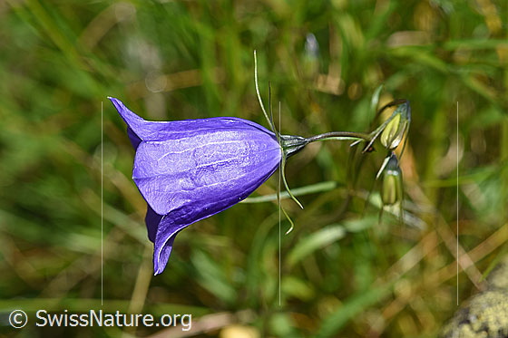 Foto: Wahrscheinlich Scheuchzers Glockenblume (Campanula scheuchzeri). Blüte von der Seite.