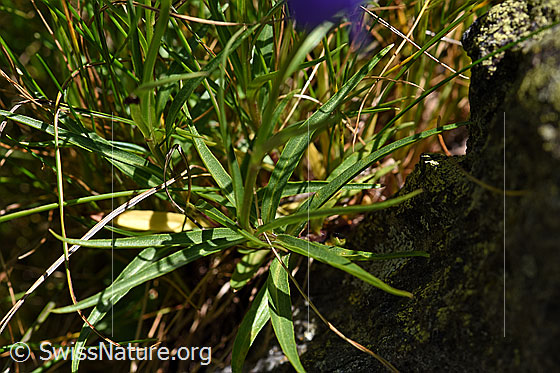 Foto: Wahrscheinlich Scheuchzers Glockenblume (Campanula scheuchzeri). Stengel und Stengelblätter.