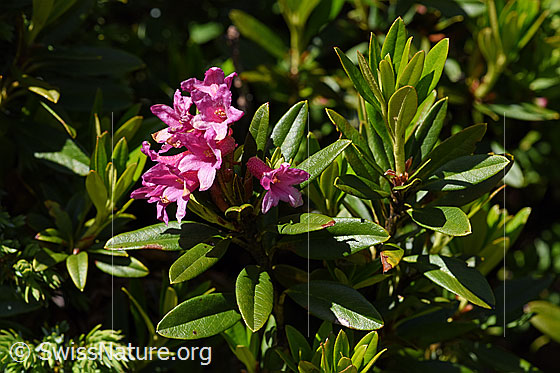 Foto: Rostblättrige Alpenrose (Rhododendron ferrugineum). Blüte und Blätter.
