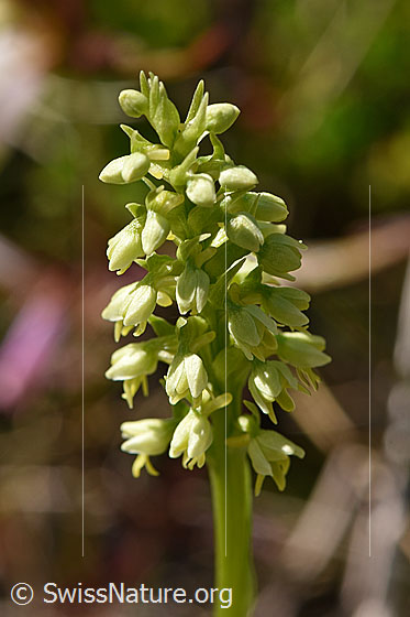 Foto: Weisszunge (Pseudorchis albida). Blütenstand