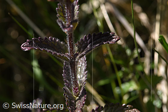 Foto: Alpenhelm (Bartsia alpina). Stengel und Blätter.