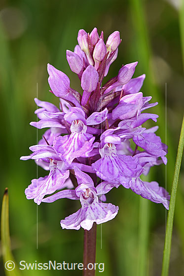 Foto: Geflecktes Knabenkraut (Dactylorhiza maculata). Blütenstand.
Umgebung: Sumpfwiese, ca. 1900m ü.M.
Lat.: Dactylorhiza maculata 
Familie: Orchidaceae (Orchideen)