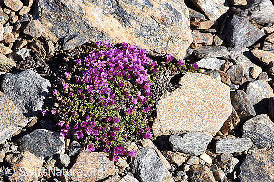Photo: Saxifraga oppositifolia. Whole plant.