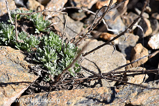 Photo: Artemisia umbelliformis. Fresh leaves and last year