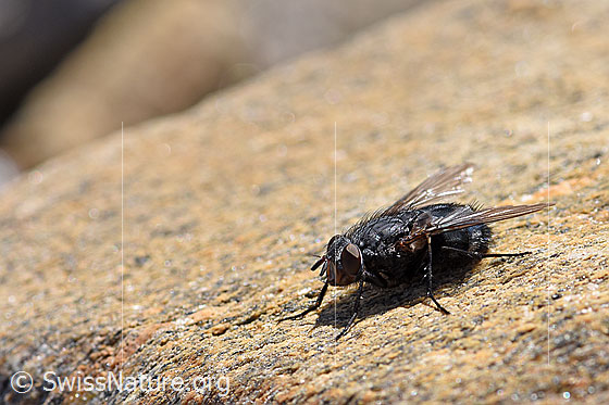 Foto: Calliphora vicina (Schmeissfliege) auf Fels. Weibchen. Länge 6 - 13 mm.