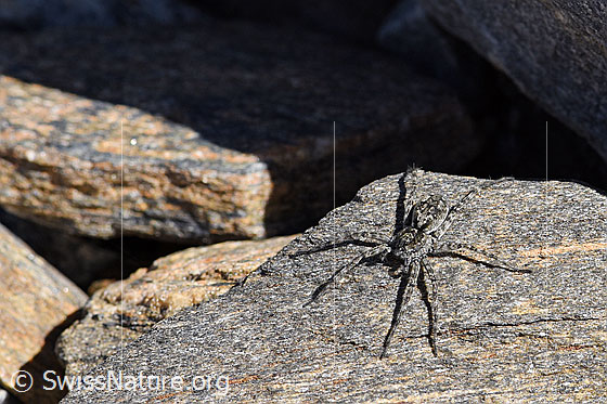 Foto: Wahrscheinlich handelt es sich um ein Weibchen der Art Pardosa saturatior (Wolfspinne).