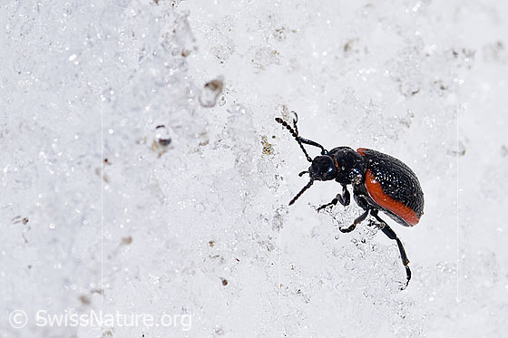 Foto: Rotsaum-Blattkäfer (Chrysolina sanguinolenta). Länge 6-9mm. Unterwegs im Schnee.