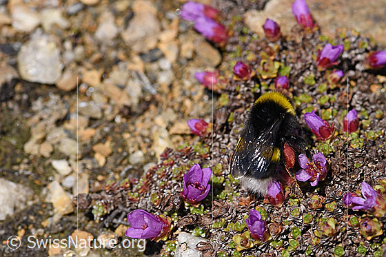 Photo: Probably Bombus cryptarum Saxifraga oppositifolia. View from side back.