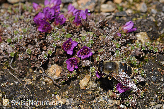 Photo: Eristalis tenax on blossom of (Saxifraga oppositifolia). View from above. Wing opened sideways.