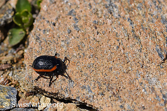 Foto: Rotsaum-Blattkäfer (Chrysolina sanguinolenta). Länge 6 - 9mm.