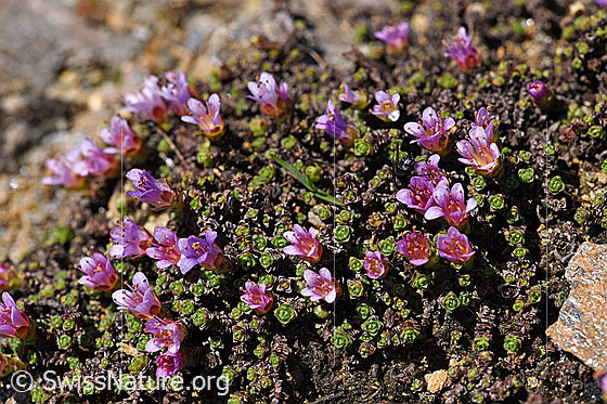 Photo: Saxifraga oppositifolia. Blossoms and leaf rosetts.