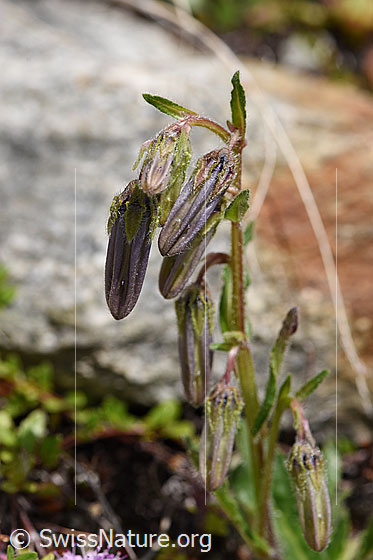 Photo: Campanula barbata. Buds and stem.