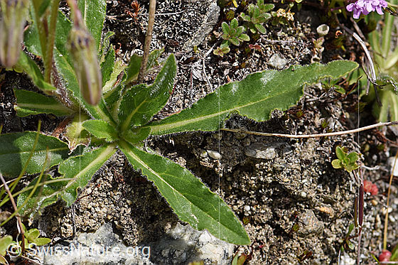 Photo: Campanula barbata. Leaves.
