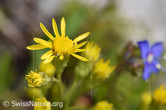 Photo: Solidago virgaurea ssp. minuta. Blossom.