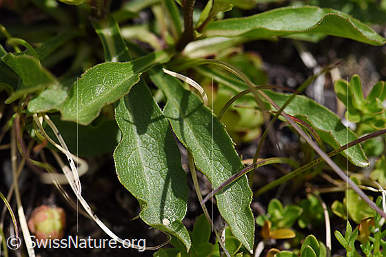 Foto: Alpen-Goldrute (Solidago virgaurea ssp. minuta).