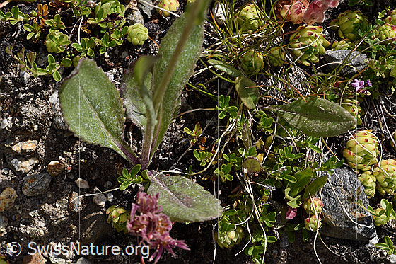 Photo: Senecio doronicum. Leaves and stem.