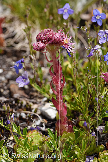 Photo: Sempervivum montanum. Whole plant.