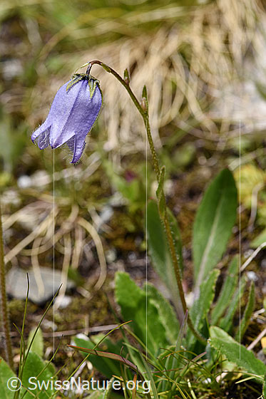 Photo: Campanula barbata. Whole plant.