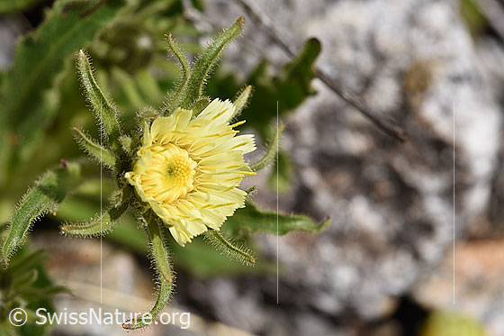 Weissliches Habichtskraut (Hieracium intybaceum)