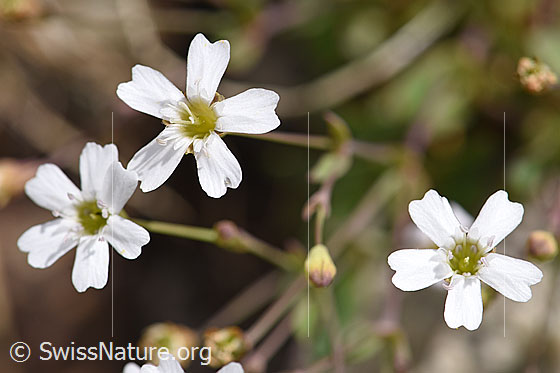Photo: Silene rupestris. Blossoms.