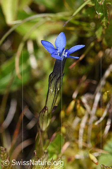 Photo: Gentiana nivalis. Calyx and blossom.