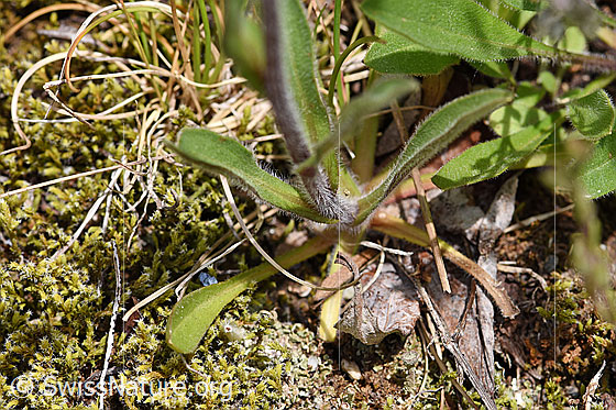 Photo: Probably Erigeron alpinus. Basic leaves and stem