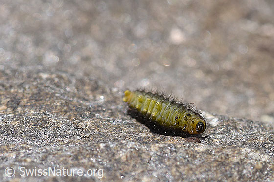 Photo: Caterpillar of the Zygaena exulans on rock. View from below. The caterpillar is about 20mm long, black-grey with two yellow dots per segment.