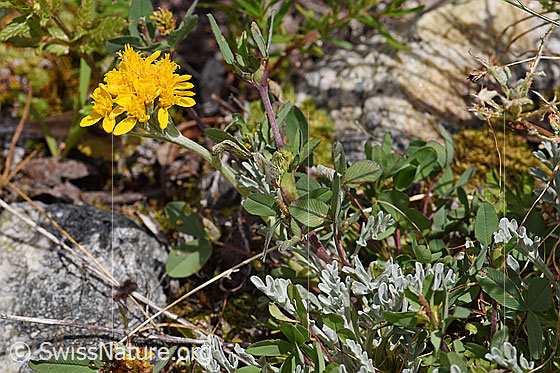Foto: Graues Greiskraut (Senecio incanus). Ganze Pflanze (Habitus).