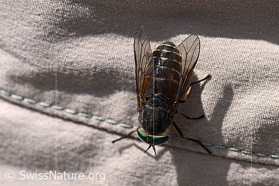 Photo: Probably Hybomitra montana. Female. View from above.