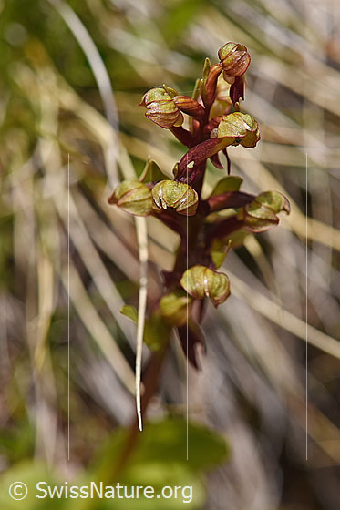 Photo: Coeloglossum viride. Blossoms.