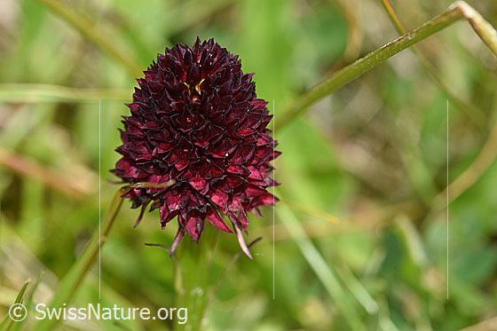 Schwarzes Männertreu (Nigritella rhellicani), Blüte