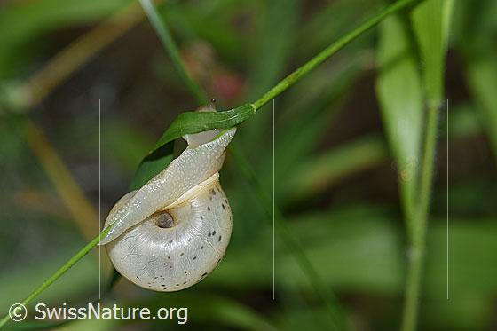 Foto: Kleine Glanzschnecke (Aegopinella pura). Die Schnecke kriecht einen dünnen Grashalm hoch. Ansicht von unten.
