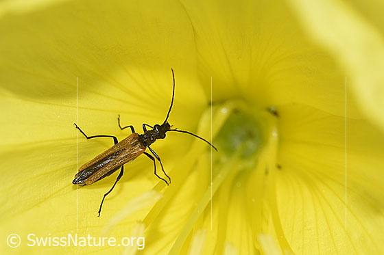 Gemeiner Scheinbockkäfer (Oedemera femorata)