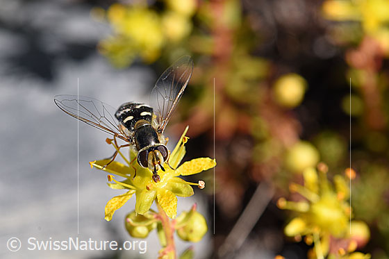 Photo: Scaeva pyrastri, female, on Saxifraga aizoides. View from the front.