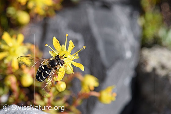 Photo: Scaeva pyrastri, female, on Saxifraga aizoides. View from the top.