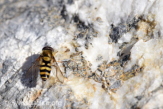 Photo: Syrphus vitripennis, Male, on rock.