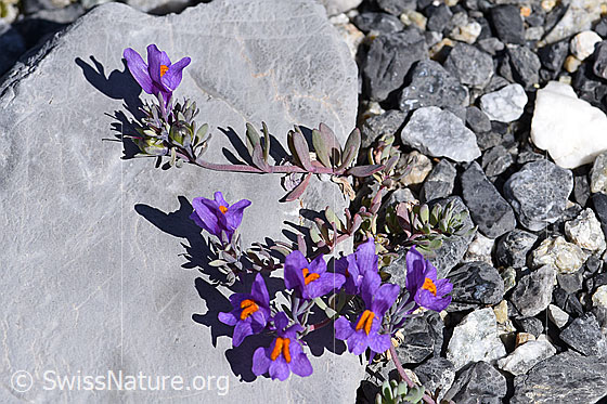Photo: Linaria alpina ssp. alpina. Whole plant.