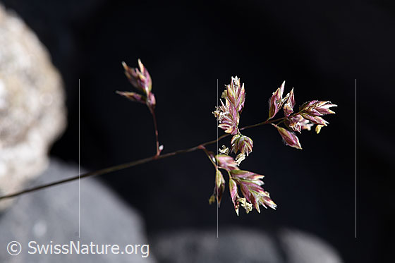 Alpen-Straussgras (Agrostis alpina)