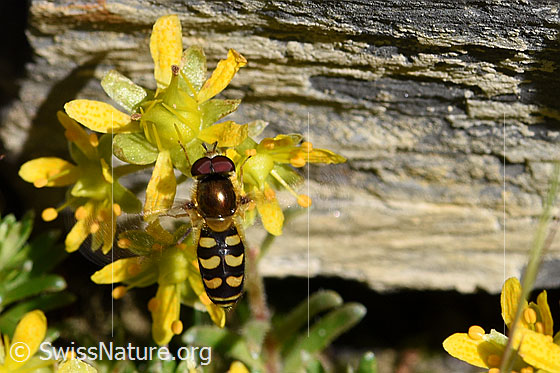 Foto: Mondfleck-Feldschwebfliege (Eupeodes luniger) an Blüte des bewimperten Steinbrechs (Saxifraga aizoides)