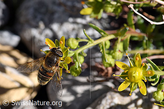 Foto: Mistbiene (Eristalis tenax) auf bewimpertem Steinbrech. Männchen.