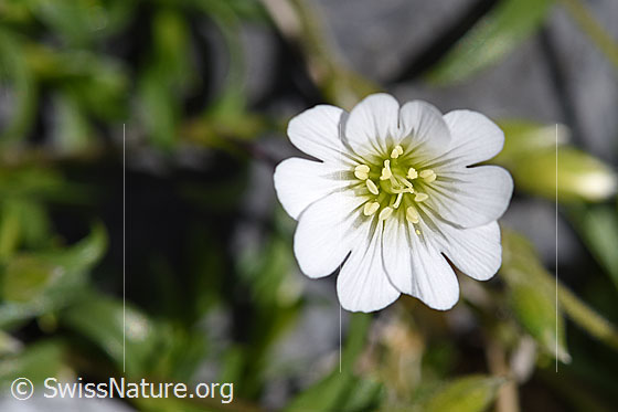 Dreigriffliges Hornkraut (Cerastium cerastoides)