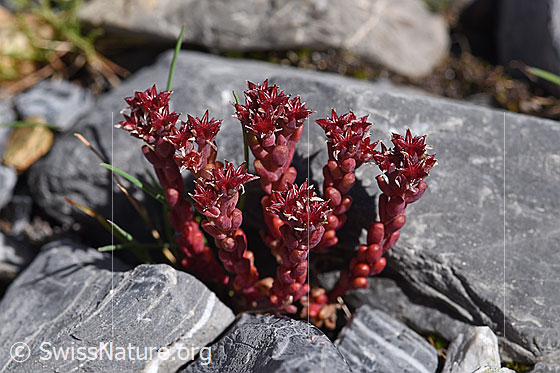 Photo: Sedum atratum. Whole plant.