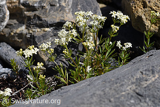 Foto: Ungleichblättriges Labkraut (Galium anisophyllon). Ganze Pflanze.