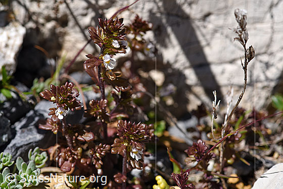 Foto: Zwerg-Augentrost (Euphrasia minima). Ganze Pflanze.