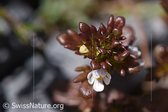 Foto: Zwerg-Augentrost (Euphrasia minima). Blüte und Blätter.