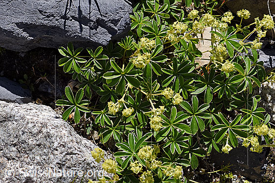 Photo: Alchemilla nitida. Whole plant.
