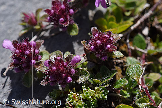 Foto: Vielhaariger Thymian (Thymus polytrichus). Verholztes Ästchen. Blüten geöffnet.