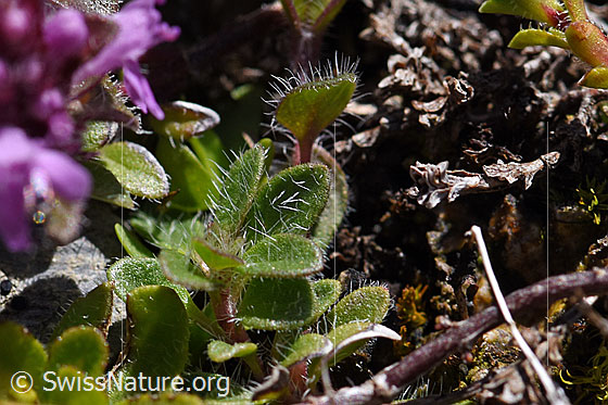 Foto: Vielhaariger Thymian (Thymus polytrichus). Blätter.