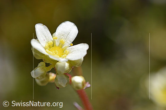 Photo: Saxifraga paniculata. Blossom and buds.